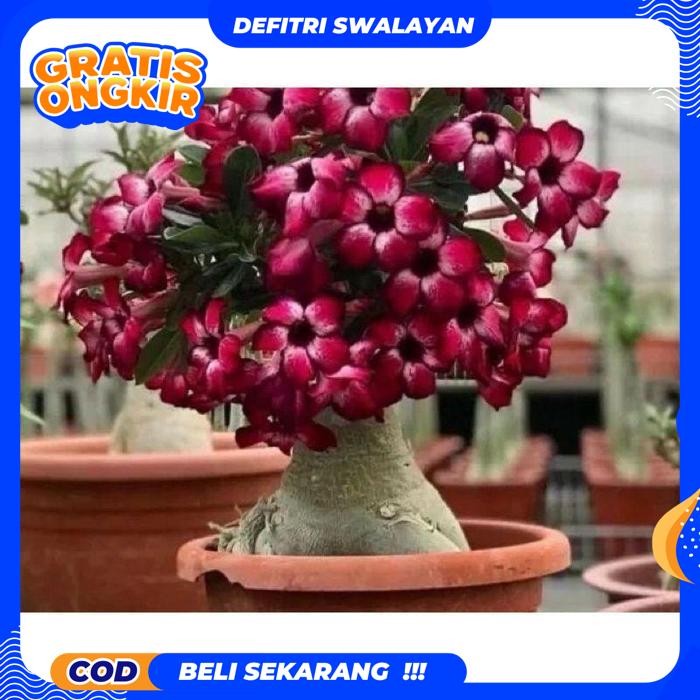 BEST QUALITY NEWBAHAN BONSAI-ADENIUM KAMBOJA JEPANG BUNGA TUMPUK//BUNGA MAROON KUALITAS TERBAIK