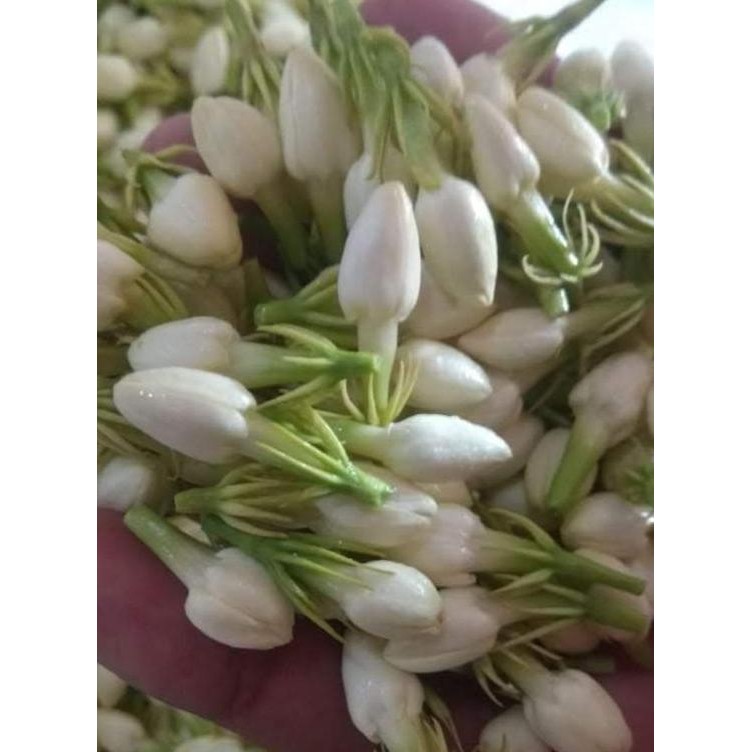 Bunga Melati Asli 250g Bunga Pewangi Ruangan Siraman Penganten