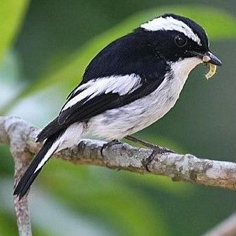 burung decu mini jantan pilihan murah