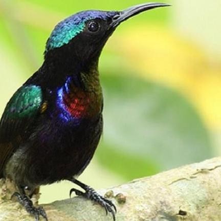 burung kolibri ninja konin metalik masteran murai murah