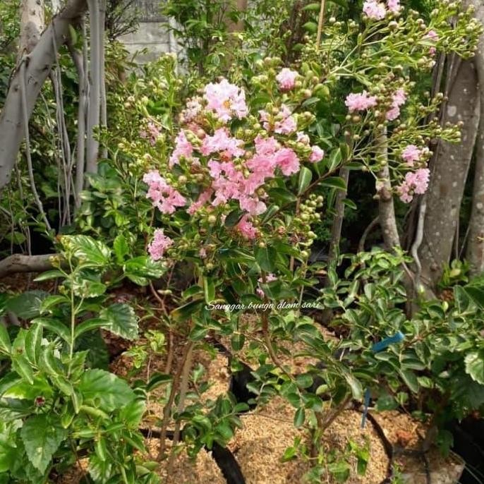 Promo Tanaman Hias Bunga Sakura Besar Tinggi 1 Meter COD