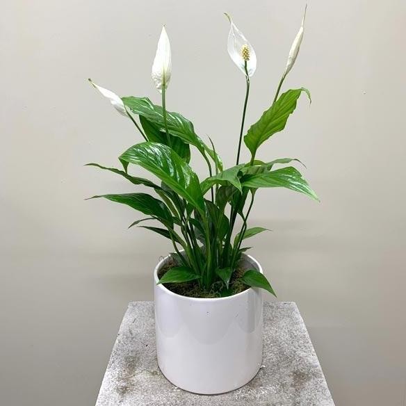 Promo Tanaman Hias Peace Lily Spathiphyllum Daun Sehat Mengkilap Plus Pot COD