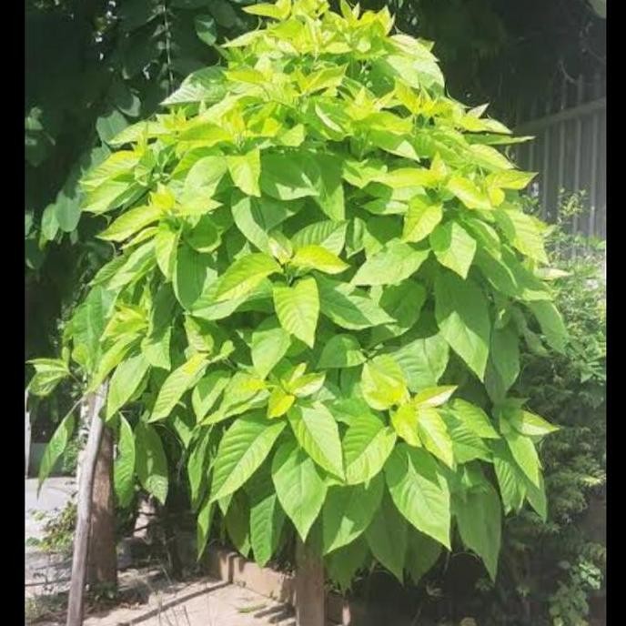 Promo tanaman hias bibit pohon pisonia Alba/kol banda COD