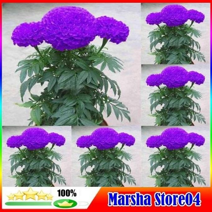 Promo 100pcs Bibit Bunga Marigold Warna Ungu Biru COD
