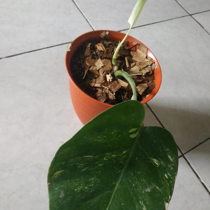 Promo Tanaman hias monstera king/ deliciosa variegata COD