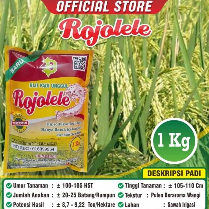 Promo Biji Padi Unggul Rojolele / Padi Rojolele /Rojolele / Bibit Padi COD