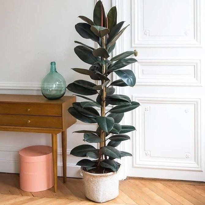 Promo tanaman hias karet kebo ficus elastica pohon karet kebo tinggi 1 meter COD