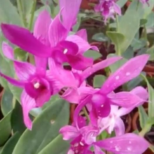 Promo Anggrek Dendrobium Caesar Red X Caesar Warawan dewasa spike knop COD