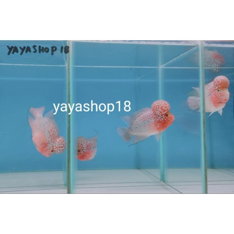 Sale Louhan Srd / Srm Ori Thailand Kualitas Bagus Hiasan Aquarium Uk-12