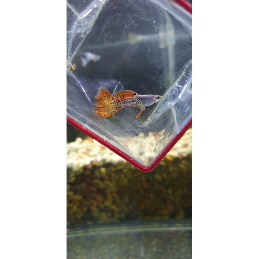 Guppy Metal Snake Skin Red Lace / Guppy mssrl