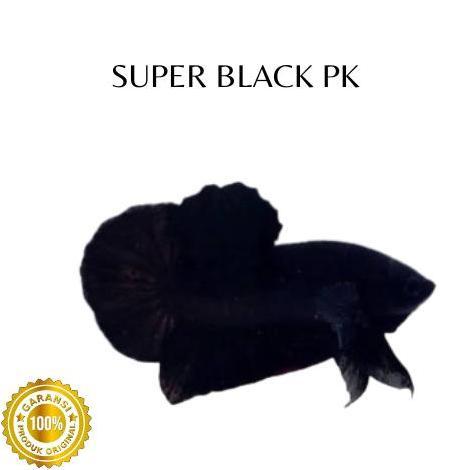 IKAN CUPANG JANTAN PELAKAT, HALFMOON, GIANT, CROWNTAL, VEILTAIL BERVARIASI | CUPANG GRADE BONUS RAND