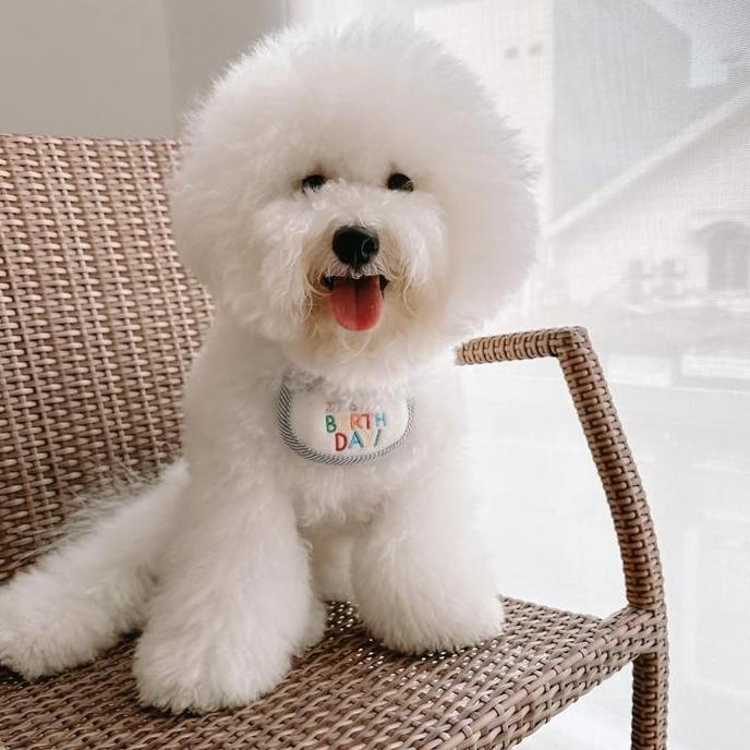 WOOFIDOO Pet Birthday Bib Dog Cat Bib Pesta Ultah Anjing Kucing