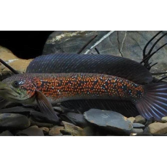 BABY CHANNA ASIATICA RSP KALIMAYA SUPERFOR | IKAN GABUS MUTIARA CHANA