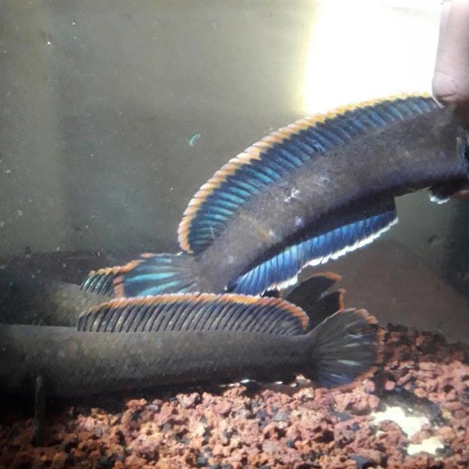 CHANNA LIMBATA GACHUA
