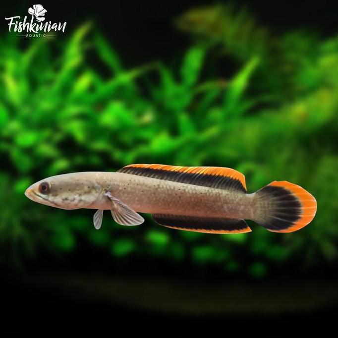 IKAN CHANNA LIMBATA LAWU - RIM TEBAL ASLI LAWU