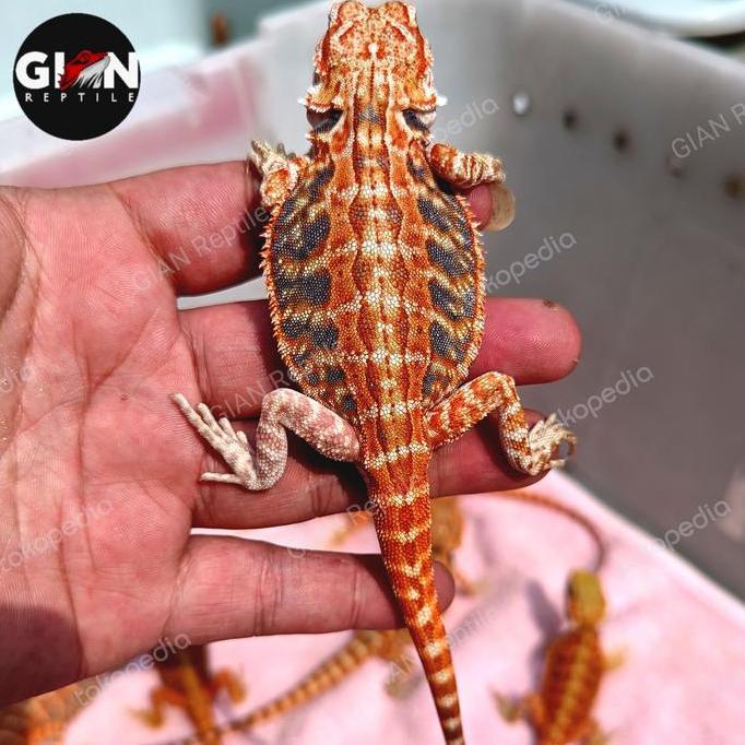 Deepanim- Bearded Dragon Red Hypo Het Trans 0 - 5Cm