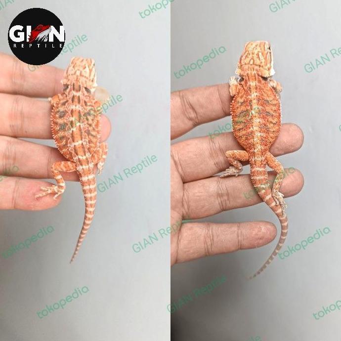 Deepanim- Ekor / Sepasang Bearded Dragon Red Hypo Het Trans