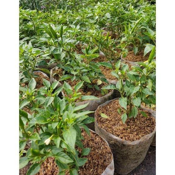 Promo Tanaman Cabai Rawit Tahu Genjah Berbuah Cod