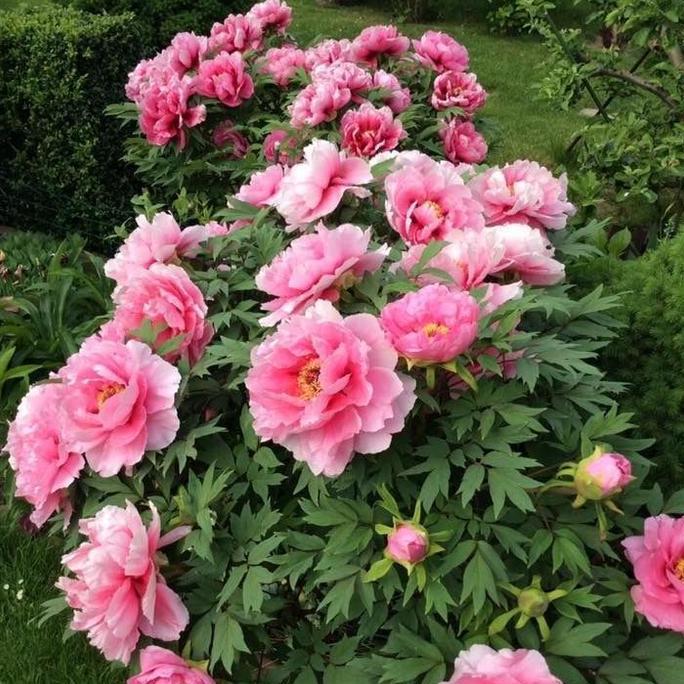 1 Biji Benih Bibit Tanaman Bunga Potong Peony Mix Color Peony Lactiflora