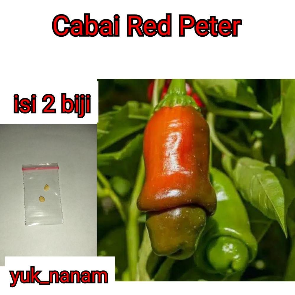 2 Biji Benih Cabe Red Peter Pepper Bibit Tanaman Cabai Hias