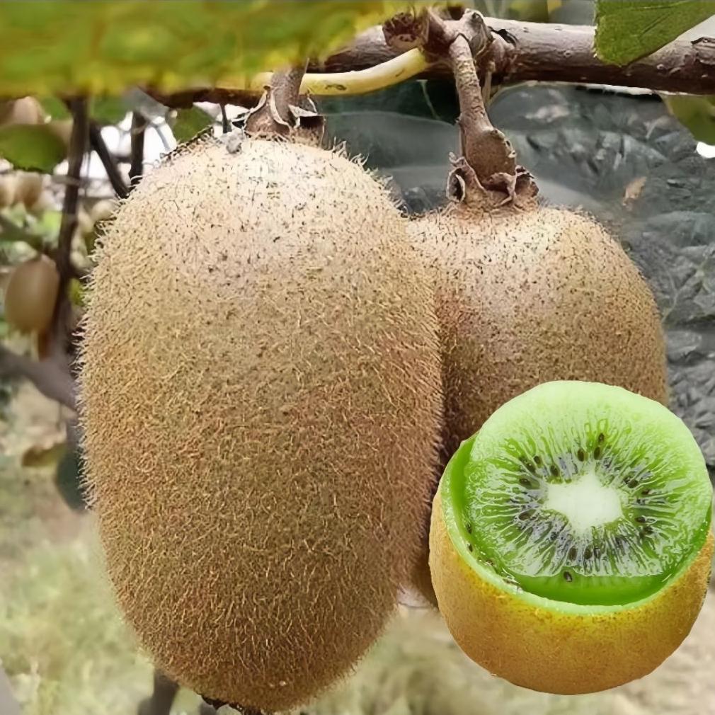 20 Biji Benih Buah Kiwi Madu Biji Benih Tanaman Buah Kiwi