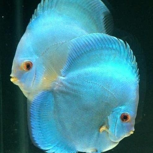 DISCUS BLUE DIAMOND / IKAN DISCUS / IKAN HIAS / DISKUS /IKAN AQUASCAPE