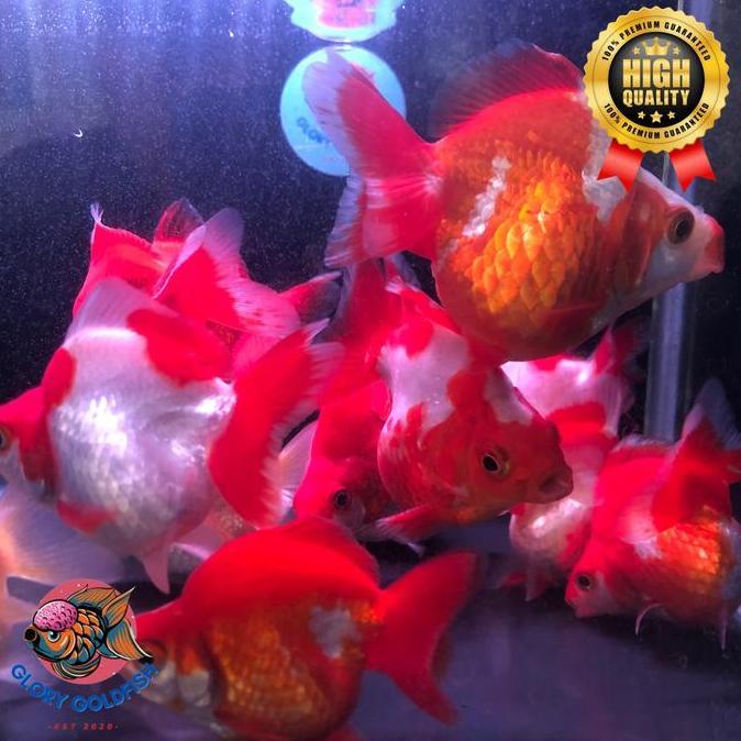 IKAN HIAS MAS KOKI RYUKIN SUPER QUALITY