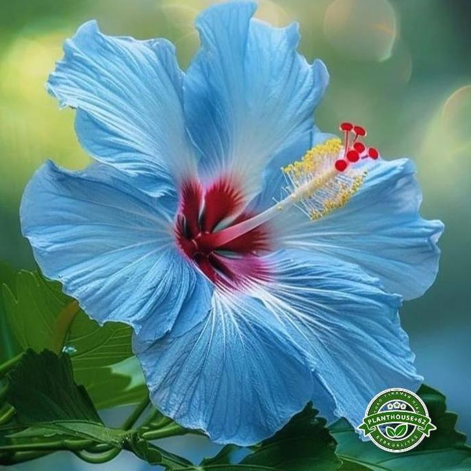Tanaman Hias Kembang Sepatu Hibiscus Blue Galaxy - Bibit Pohon Bunga Sepatu Import - Kembang Sepatu 