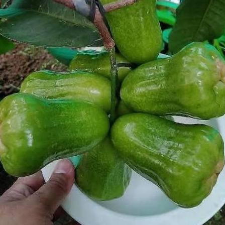 bibit jambu kiojok pohon buah jambu kiojok hasil okulasi halal