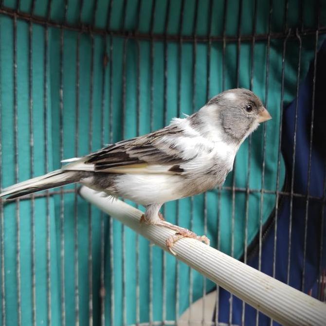 BURUNG KENARI LOPER PANDA GACOR MURAH