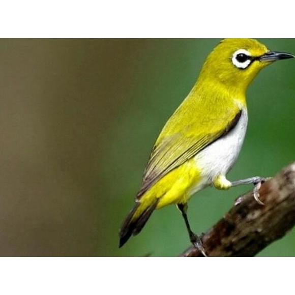 MAGIC WATER DOPING PLECI KONSLET BACOT GACOR BURUNG PEMAKAN BUAH SOGON KONIN