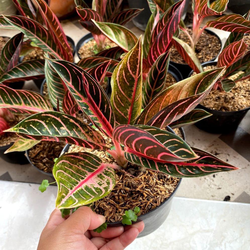 J Tanaman Aglonema Red Sumatra Asli (Budidaya sendiri)/Redsum POS