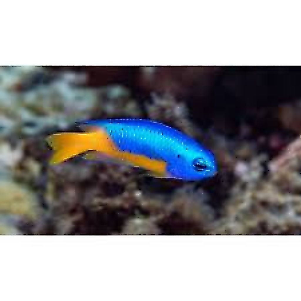 ikan betok biru kuning