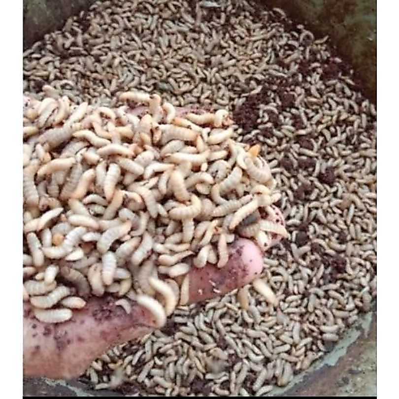 Maggot Segar 1 Kg - Pakan Hidup untuk Burung, Ikan, dan Reptil