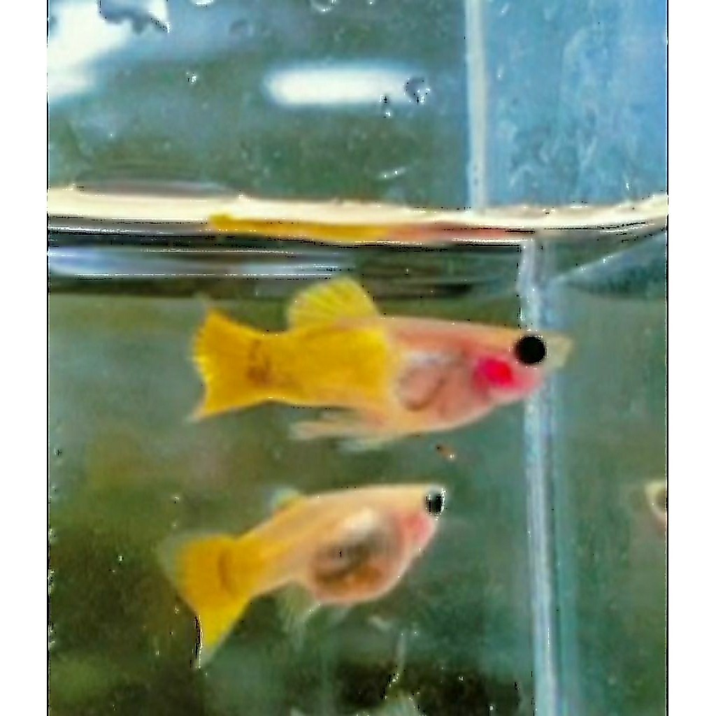Mainan air ikan yellowsbgb