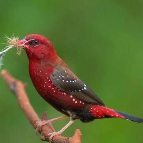Terbaru, Burung Strawberry Finch Sepasang Pilihan