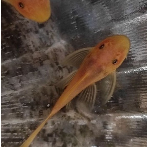 Pembersih Akuarium Brushmouth Blue Eye 5 cm - Pleco Blue eye 5 cm - brushmouth mata biru