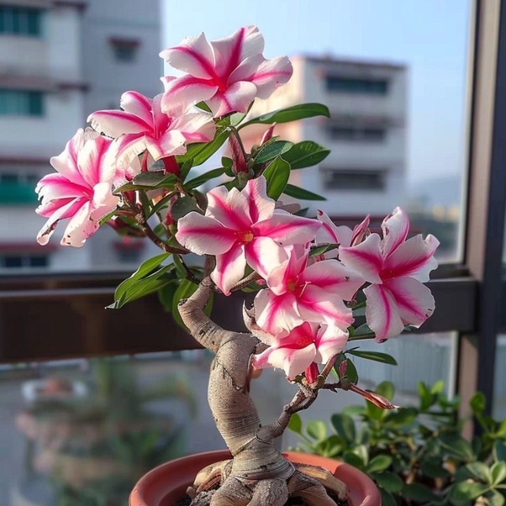 TANAMAN HIAS BUNGA ADENIUM TUMPUK || BUNGA ADENIUM TUMPUK