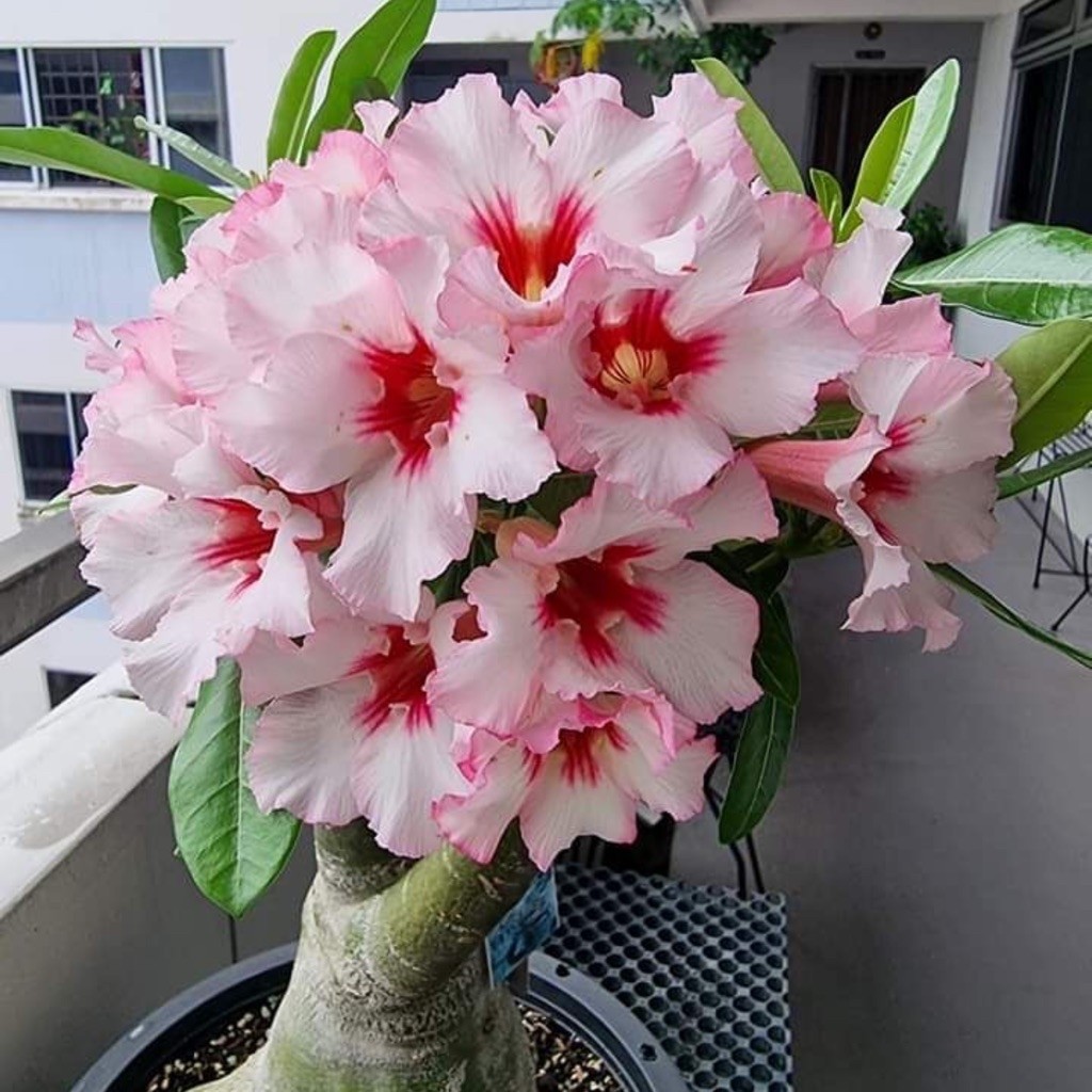 TANAMAN HIAS BUNGA ADENIUM TUMPUK || BUNGA ADENIUM TUMPUK