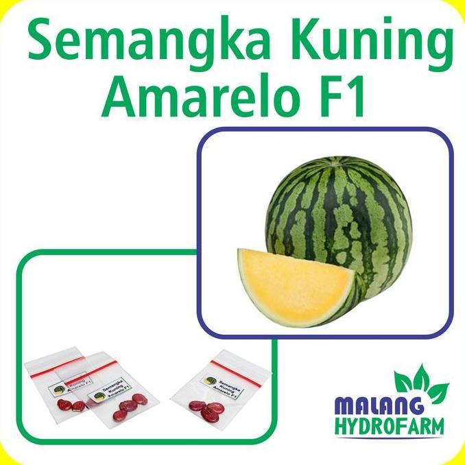Benih Semangka Kuning Tanpa Biji Amarelo F1 Repack Panah Merah Bibit
