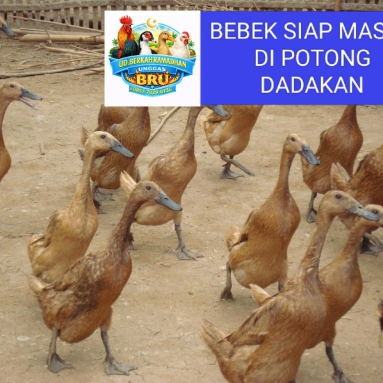 KIRIM INSTAN Daging bebek potong atau bebek utuh