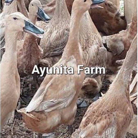 TELUR TETAS BEBEK MOJOSARI – AYUNITA FARM
