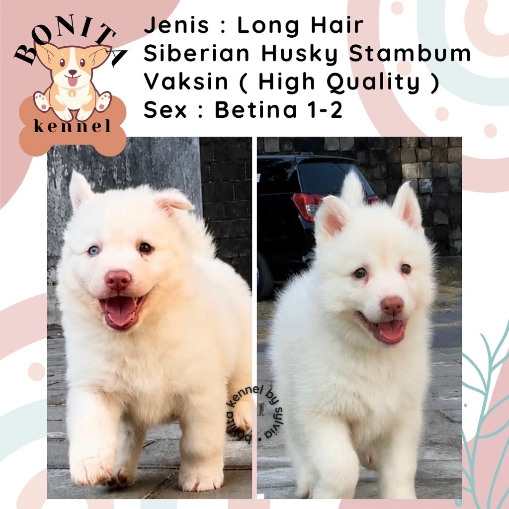 Long Hair Siberian Husky Stambum Blue Eyes Jantan Flip Flop Betina Anak Anjing Husky