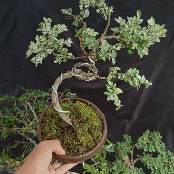 bonsai ulmus variegata