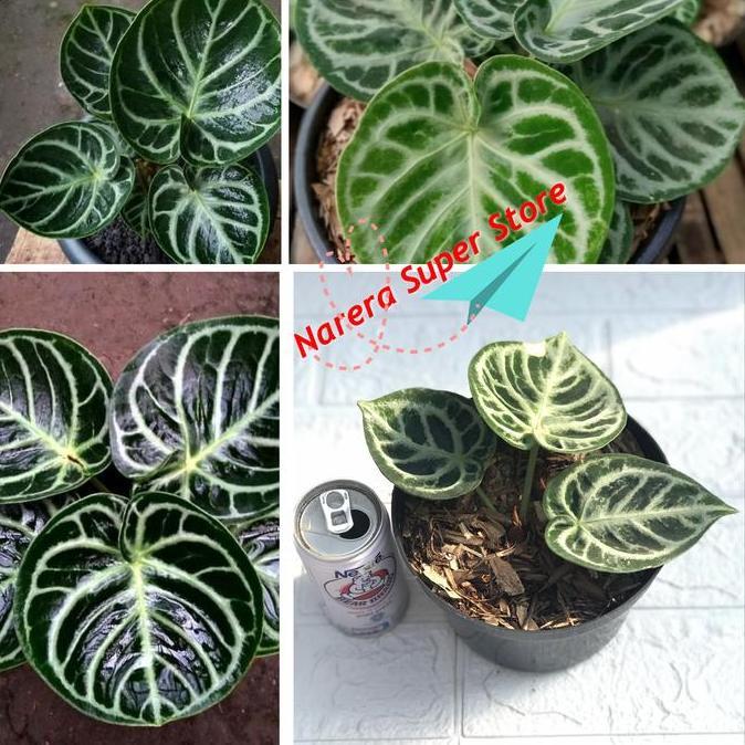 Tanaman Hias Kuping Gajah Dorayaki Mangkok ORI Anthurium Pohon Bunga PAN