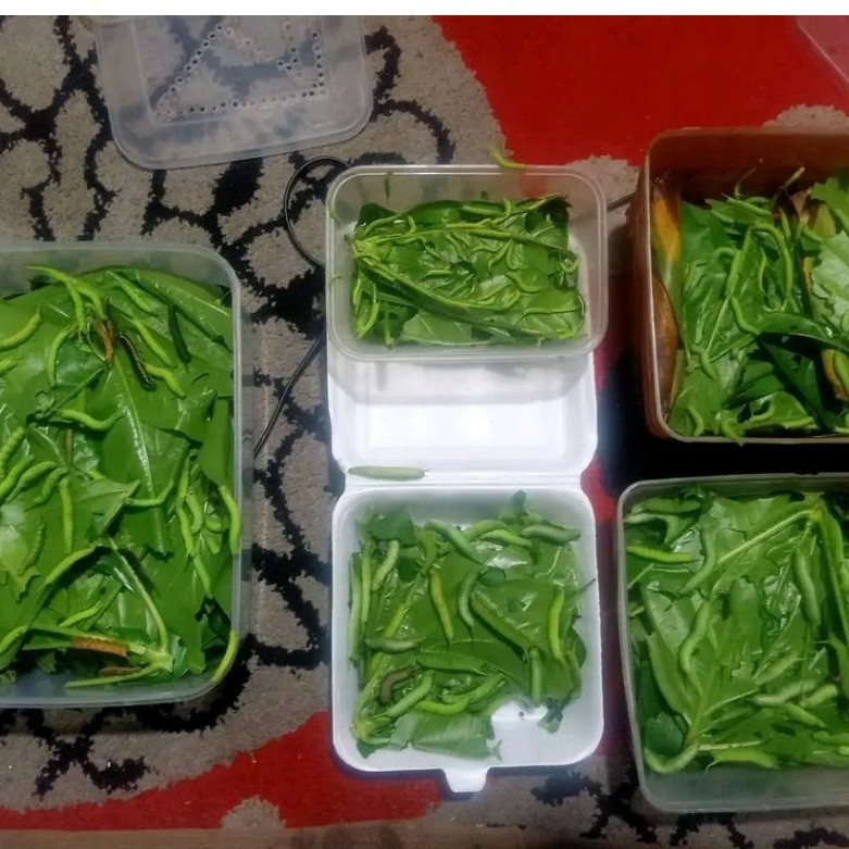 ulat mengkudu perbungkus umpan mancing gacor