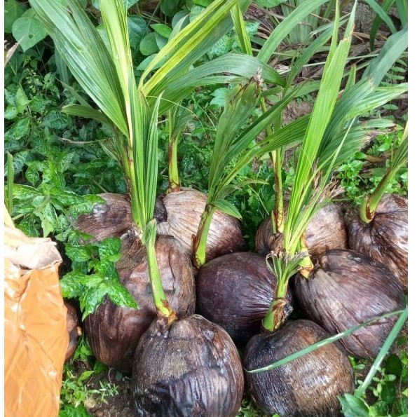 kelapa pandan wangi