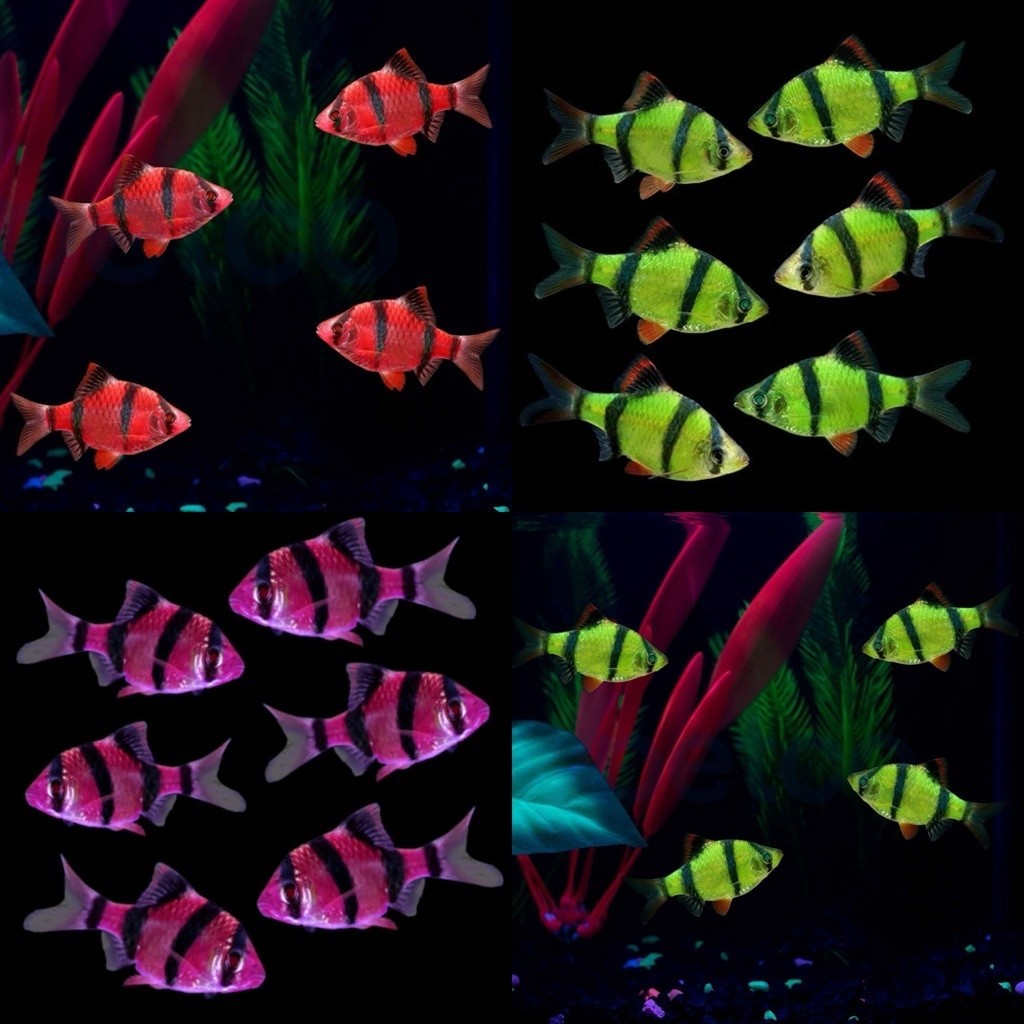 [Chan Aquatic] Ikan Hias Tiger Glow Fish | Size S-M | Ikan Glow Fish Tiger Barb