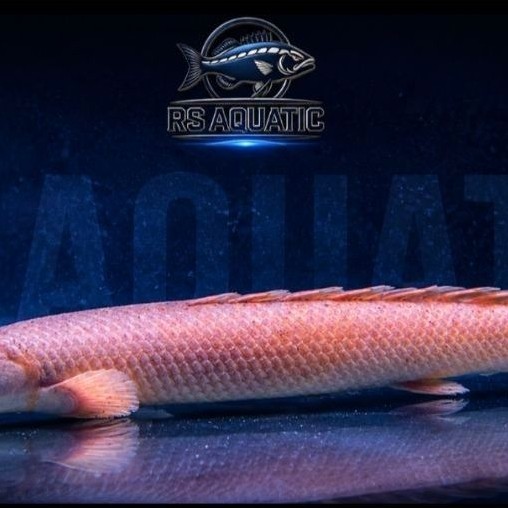 ikan hiasPalmas Senegalus 17-20cm(KHUSUS INSTAN)