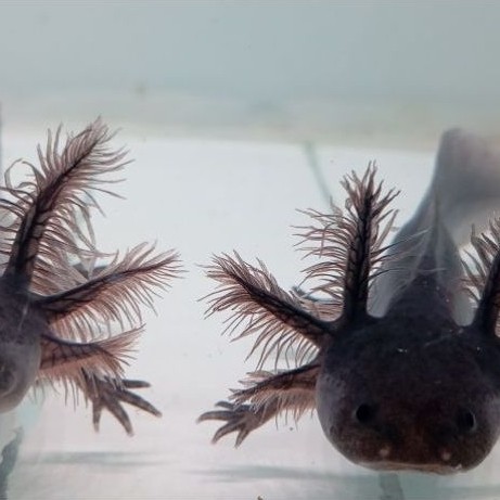 Axolotl Melanoid Ukuran 7–12 cm | Sehat & Siap Pelihara